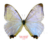 Morpho sulkowsky (Peru) A-
